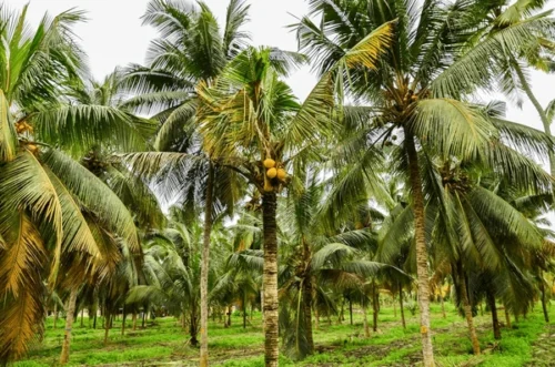 Irrigation automation system in coconut farm