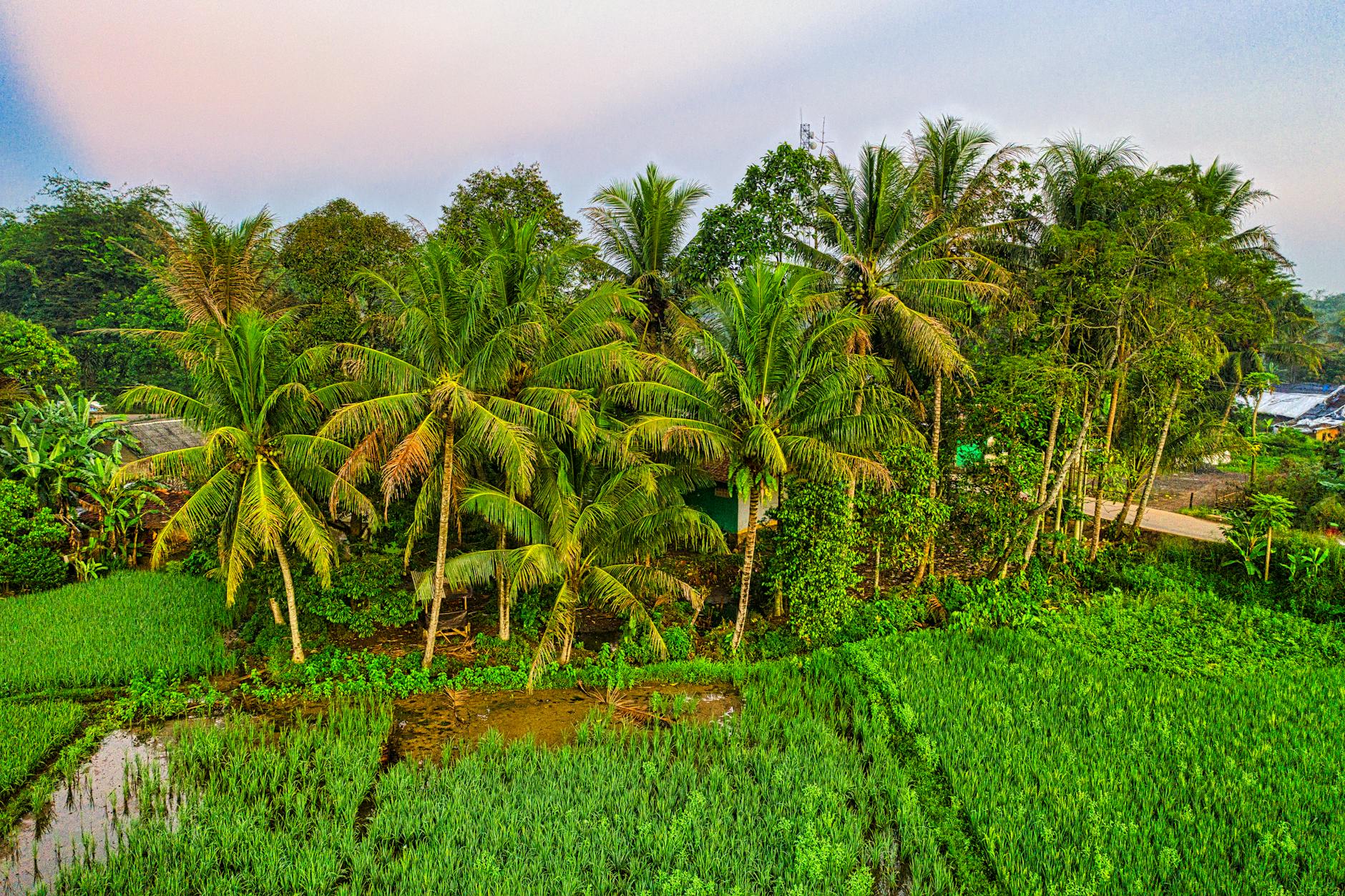 green coconut trees under blue sky