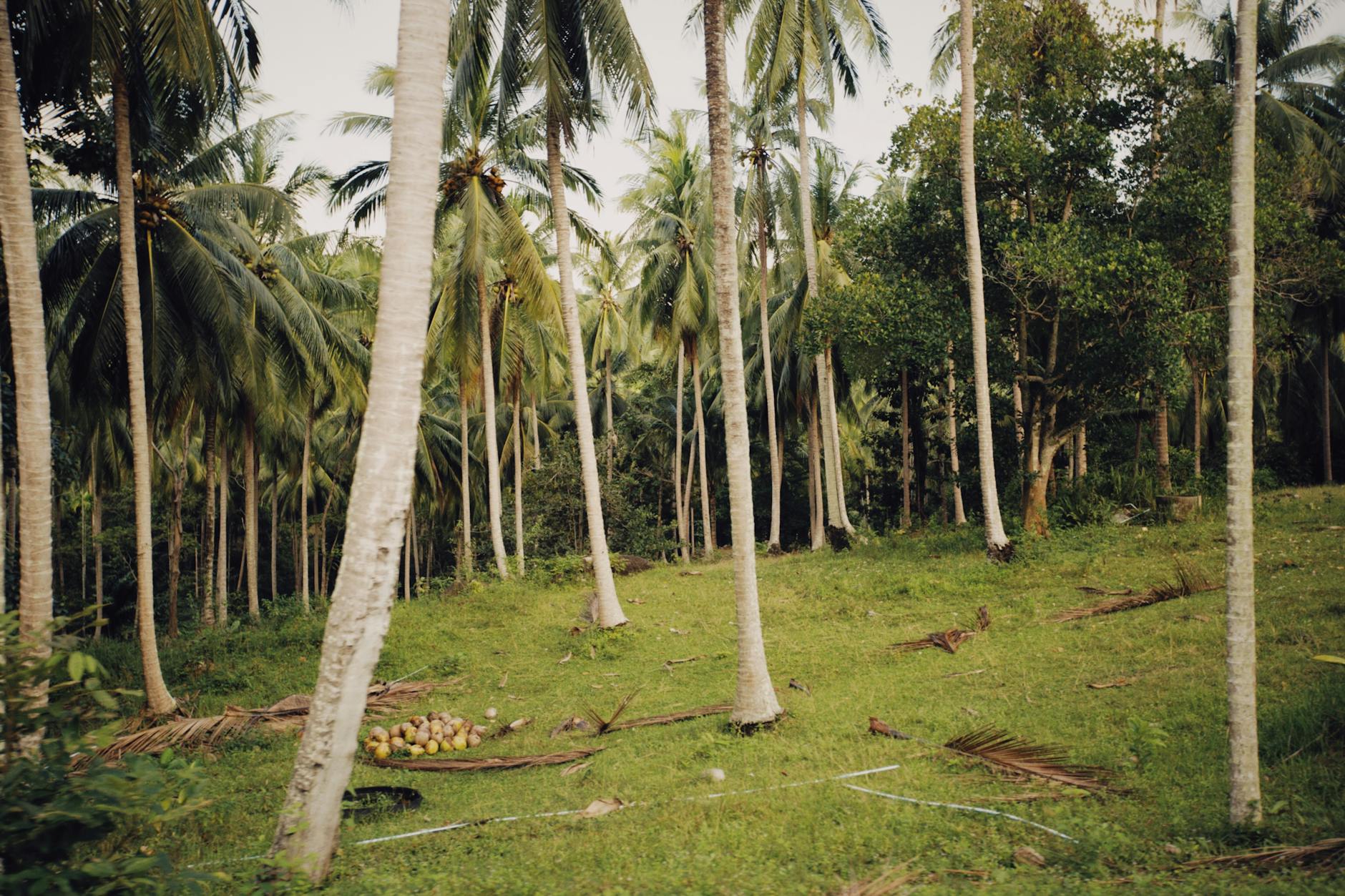 coconut trees plantation on grassland