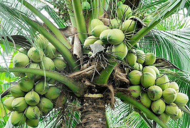 Automatic Irrigation System for Coconut Farming water saving mobile monitoring
