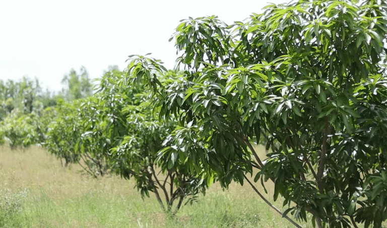irrigation automation in trichy coconut farm