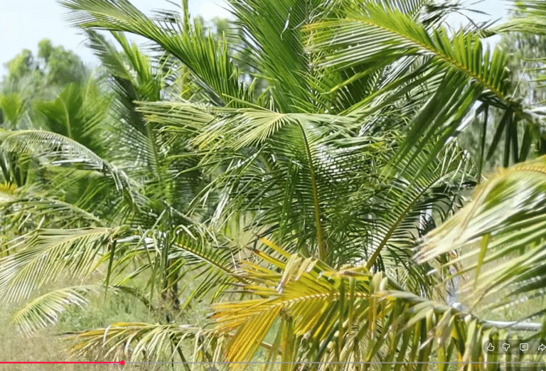 irrigation automation in trichy coconut farm