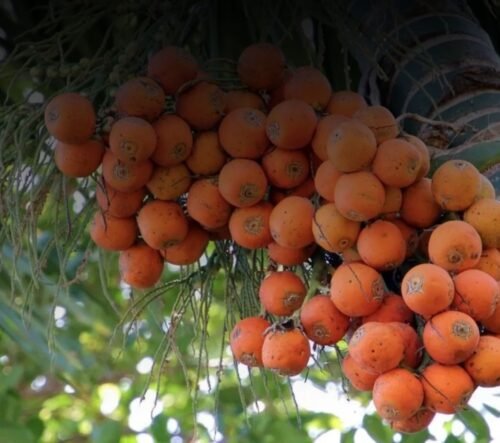 Arecanut